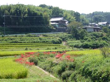 平成26年9月22日現在の坂口橋から見える彼岸花
