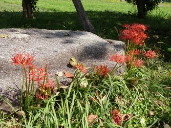 平成26年9月22日現在の山城国分寺跡の彼岸花