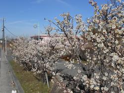 平成26年3月4日現在の梅美台公園の白梅の写真