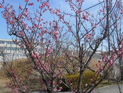 平成26年3月4日現在の梅美台公園の紅梅の写真