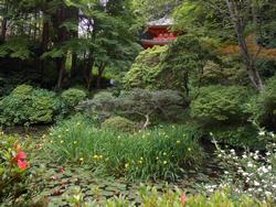 平成26年6月9日現在の岩船寺のヤマアジサイ