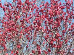 平成26年3月4日現在の広場の紅梅の写真2