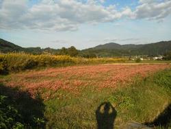 平成24年10月24日現在の恭仁宮跡の見頃の赤いソバの花