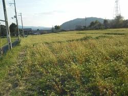 平成24年10月24日現在の恭仁宮跡の見頃過ぎのソバの花