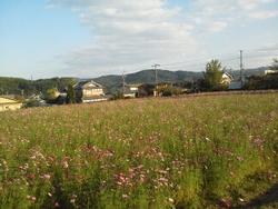 平成24年10月24日現在の咲きそろった恭仁宮跡のコスモス