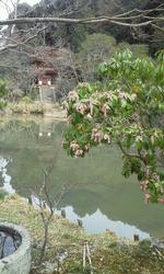 平成25年3月22日現在の浄瑠璃寺の馬酔木