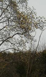 平成25年3月22日現在の浄瑠璃寺のモクレン