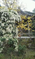 平成25年3月22日現在の浄瑠璃寺の馬酔木と山茱萸