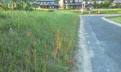 平成25年9月18日現在の咲き始めの恭仁宮跡の彼岸花1