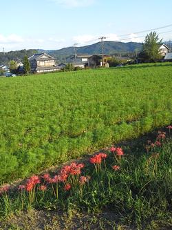 平成24年10月9日現在の恭仁宮跡のコスモス