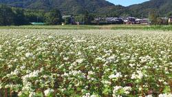 平成24年10月19日現在の恭仁宮跡のソバの花