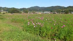 平成24年10月19日現在の恭仁宮跡のコスモス