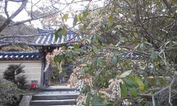 平成25年2月27日現在の浄瑠璃寺の馬酔木