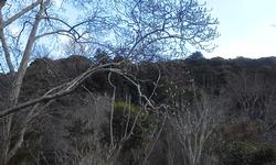 平成25年2月27日現在の浄瑠璃寺のモクレンの木