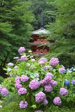 平成25年6月28日現在の岩船寺のアジサイ2