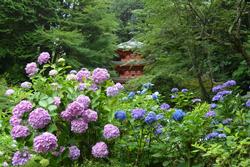 平成25年6月28日現在の岩船寺のアジサイ1