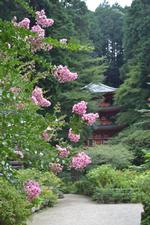 平成25年7月30日現在の岩船寺のサルスベリ1