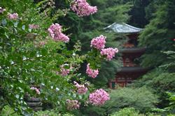 平成25年7月30日現在の岩船寺のサルスベリ2