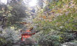 平成25年11月13日現在の岩船寺の紅葉1