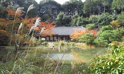 平成25年11月13日現在の浄瑠璃寺の紅葉1