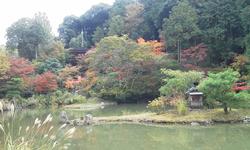 平成25年11月13日現在の浄瑠璃寺の紅葉2