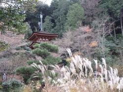 平成25年12月11日現在の紅葉が終わった浄瑠璃寺1