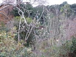 平成25年12月11日現在の浄瑠璃寺のモクレンの写真