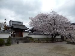 平成25年4月3日現在の安福寺の桜