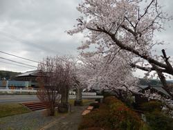平成25年4月3日現在の恭仁大橋の桜