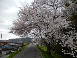 平成25年4月3日現在の加茂地域の木津川土手の桜