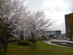 平成25年4月3日現在の加茂駅東口の桜1
