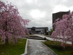 平成25年4月3日現在の加茂駅東口の桜2