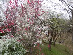 平成25年4月3日現在の南加茂台2丁目の桜1