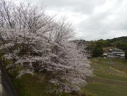 平成25年4月3日現在の南加茂台2丁目の桜2