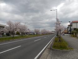 平成25年4月3日現在の州見台の桜