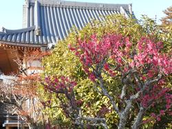 平成25年3月3日現在の蟹満寺の梅