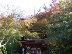 平成25年11月16日現在の浄瑠璃寺の紅葉1