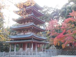 平成25年11月16日現在の海住山寺の紅葉2