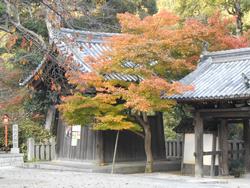 平成25年11月16日現在の海住山寺の紅葉1