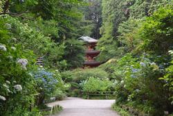 平成25年6月17日現在の岩船寺のアジサイ