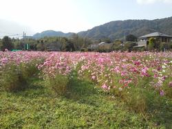 平成24年11月7日現在の恭仁宮跡のコスモス