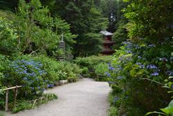 平成25年6月11日現在の岩船寺のアジサイ