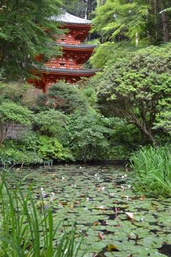 平成25年6月17日現在の岩船寺三重塔とスイレン