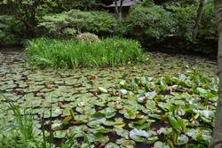 平成25年6月11日現在の岩船寺のスイレン