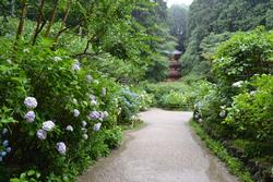 平成25年6月21日現在の岩船寺のアジサイ1