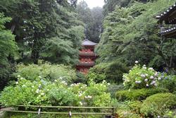 平成25年6月21日現在の岩船寺のアジサイ2