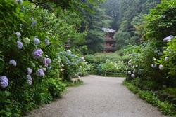 平成25年6月24日現在の岩船寺のアジサイ1