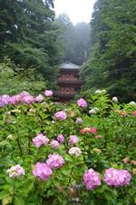 平成25年6月24日現在の岩船寺のアジサイ2