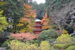 平成25年11月25日現在の岩船寺の紅葉2