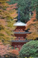 平成25年11月28日現在の岩船寺の紅葉1